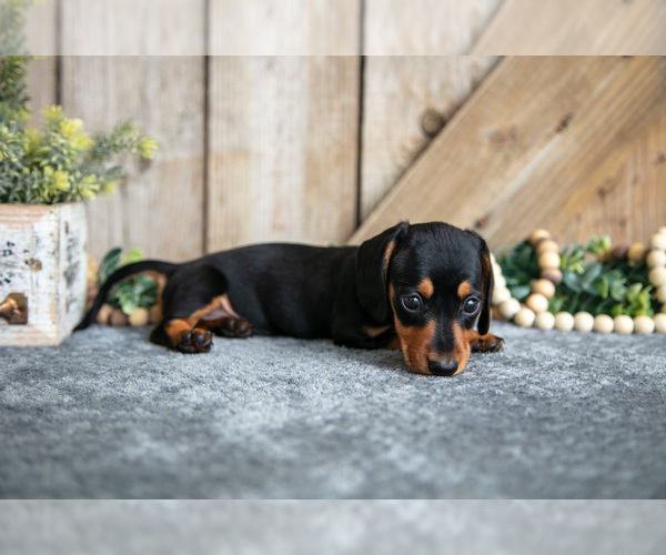 Medium Photo #2 Dachshund Puppy For Sale in GREENWICH, OH, USA