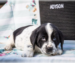 Puppy Adyson Australian Cattle Dog-Basset Hound Mix