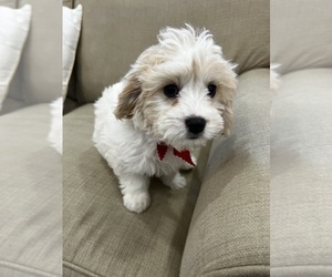 Cavachon Puppy for sale in BREMEN, GA, USA