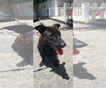 Small #8 Labrador Retriever Mix
