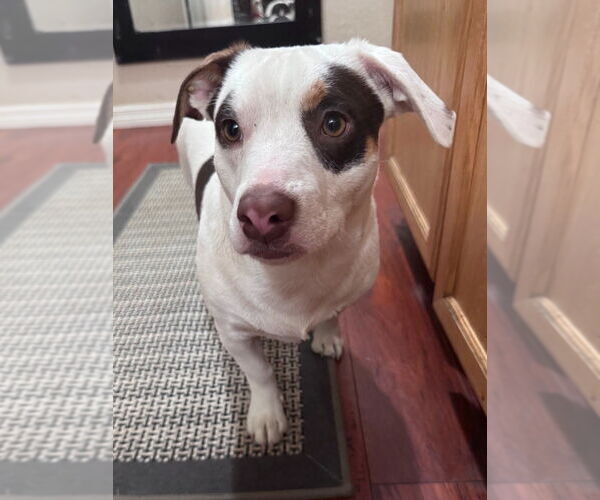 Medium Photo #1 American Staffordshire Terrier-Unknown Mix Puppy For Sale in Lake Forest, CA, USA