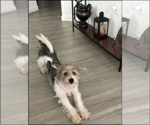 Silky Terrier Dogs for adoption in Tustin, CA, USA