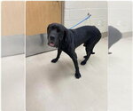 Small Great Dane