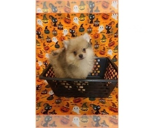 Pomeranian Puppy for sale in CLARKSVILLE, TN, USA