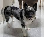 Small #2 Australian Shepherd Mix