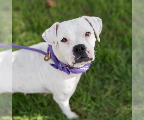 Medium Photo #5 Boxer Puppy For Sale in San Diego, CA, USA