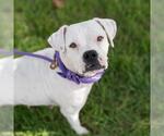 Small #4 Boxer