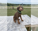 Small Photo #7 Doberman Pinscher Puppy For Sale in BROOKFIELD, MO, USA