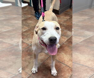 Boxer Mix Dog for Adoption in Amarillo, Texas USA