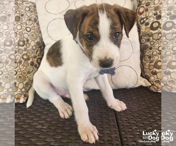 Medium Photo #1 Labrador Retriever-Unknown Mix Puppy For Sale in Washington, DC, USA