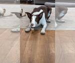 Small #7 Bull Terrier Mix