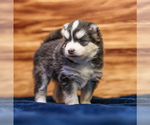 Small #1 Pomsky