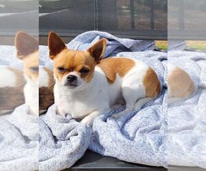 Father of the Chihuahua puppies born on 05/05/2025