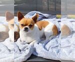 Small Photo #1 Chihuahua Puppy For Sale in MOUNT AIRY, NC, USA