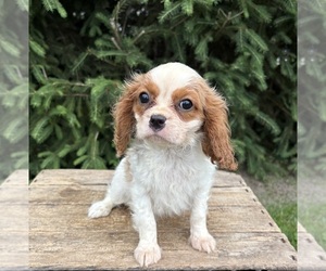 Cavalier King Charles Spaniel Puppy for sale in MIDDLEBURY, IN, USA
