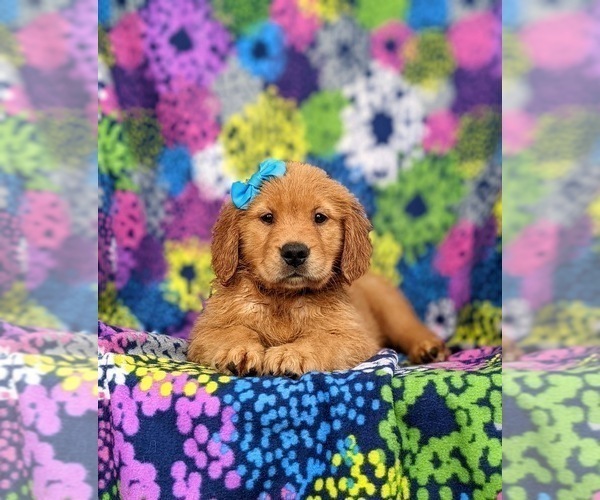 Medium Photo #7 Golden Retriever Puppy For Sale in NARVON, PA, USA