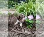 Puppy Puppy 3 Dexte Dachshund