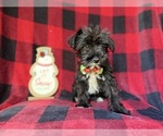 Small #4 Schnauzer (Miniature)