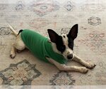Small Photo #4 Rat Terrier-Unknown Mix Puppy For Sale in Richardson, TX, USA