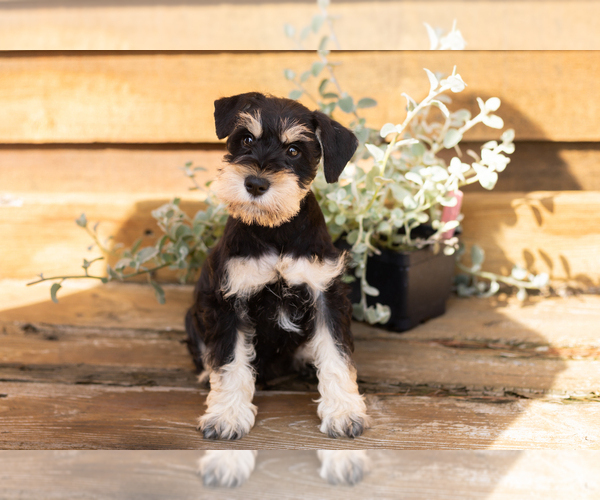 Medium Photo #1 Schnauzer (Miniature) Puppy For Sale in NAPPANEE, IN, USA