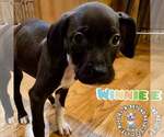 Small #1 Labrador Retriever Mix