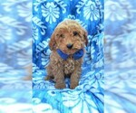 Small Goldendoodle