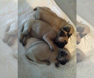 Pug Puppy for sale in INEZ, TX, USA
