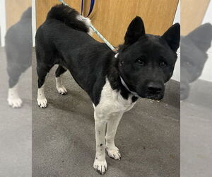 Akita Dogs for adoption in Forestville, MD, USA