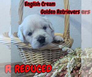 English Cream Golden Retriever-Labrador Retriever Mix Puppy for sale in FORT COLLINS, CO, USA