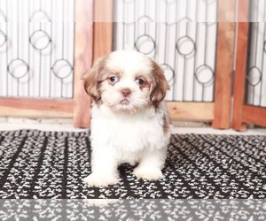 Shih Tzu Puppy for sale in NAPLES, FL, USA