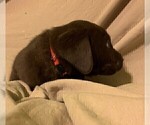 Small Photo #9 Labrador Retriever Puppy For Sale in PUEBLO, CO, USA