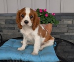 Small Photo #36 Cavalier King Charles Spaniel Puppy For Sale in GOSHEN, IN, USA
