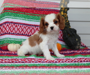 Cavalier King Charles Spaniel Puppy for sale in SHILOH, OH, USA