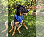 Small #10 German Shepherd Dog Mix