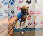 Small German Shepherd Dog