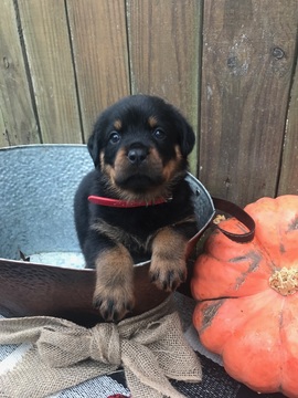 Medium Photo #3 Rottweiler Puppy For Sale in IRMO, SC, USA