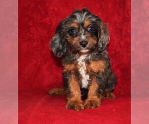 Cavapoo Puppy for sale in BARNESVILLE, KS, USA