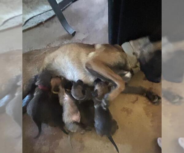 Medium Photo #3 Mutt Puppy For Sale in Imlay City, MI, USA