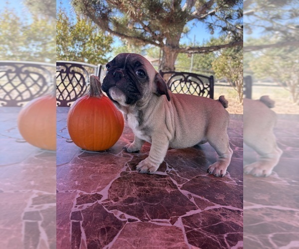 Medium Photo #3 French Bulldog Puppy For Sale in YUCCA VALLEY, CA, USA