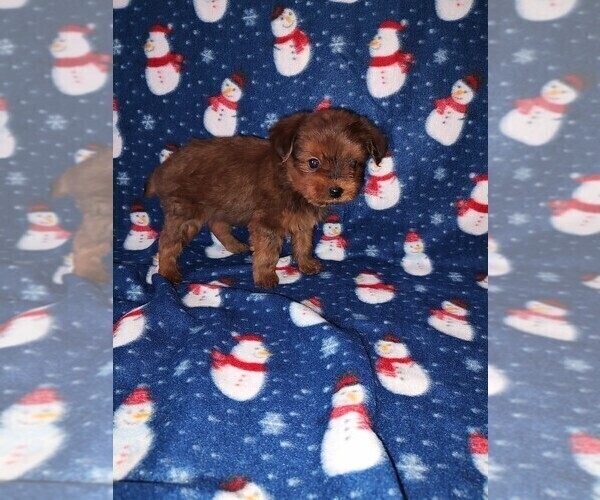 Medium Photo #3 YorkiePoo Puppy For Sale in LAPEER, MI, USA