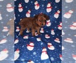 Small Photo #34 YorkiePoo Puppy For Sale in LAPEER, MI, USA