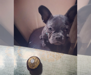 French Bulldog Puppy for sale in NORTH HIGHLANDS, CA, USA
