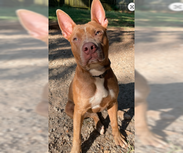Medium Photo #5 American Staffordshire Terrier-Bull Terrier Mix Puppy For Sale in Decatur, GA, USA