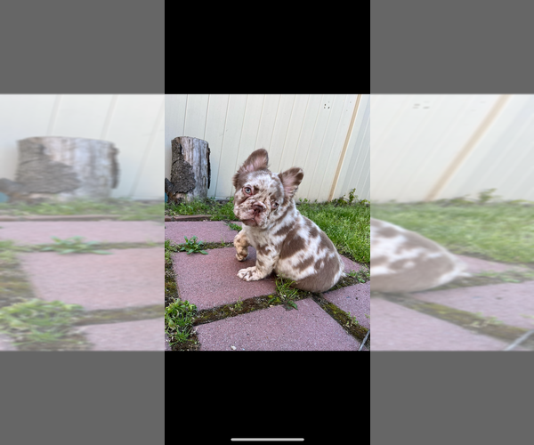 Medium Photo #1 French Bulldog Puppy For Sale in MASCOTTE, FL, USA