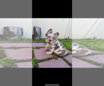Small Photo #1 French Bulldog Puppy For Sale in MASCOTTE, FL, USA