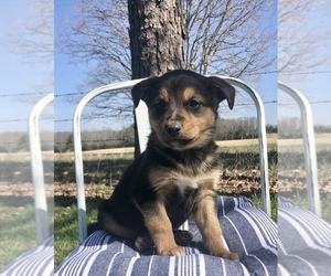 Australian Shepherd-German Shepherd Dog Mix Puppy for sale in DOSS, MO, USA
