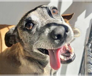 Chihuahua-Unknown Mix Dogs for adoption in Houston, TX, USA