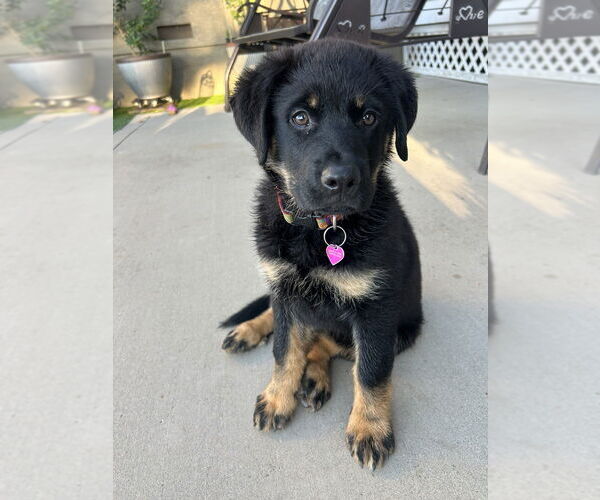 Medium Photo #5 German Shepherd Dog-Unknown Mix Puppy For Sale in West Sacramento, CA, USA