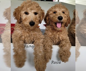 Poodle (Standard) Puppy for sale in WILSON, CT, USA