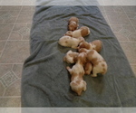 Small Photo #8 Brittany Puppy For Sale in CULPEPER, VA, USA